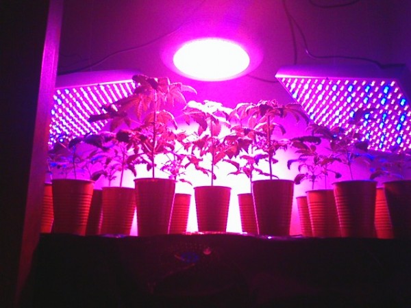 植物生长灯,led植物灯,led植物生长灯,植物照明灯