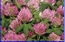 Red Clover Extract 20% Isoflavones(cici@nutra-max.com)